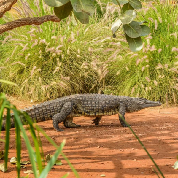 Agadir Crocoparc Entry Ticket with Transfers, Guide & Tea – Agadir Excursions