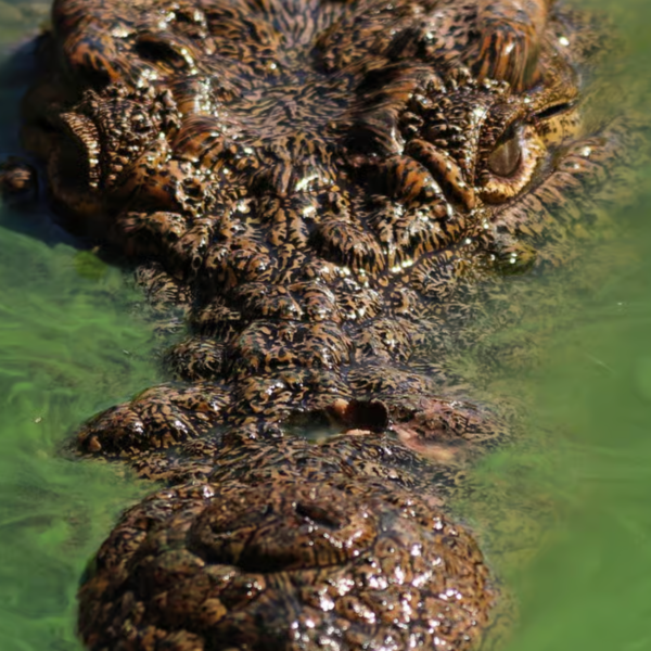 Agadir Crocoparc Entry Ticket with Transfers, Guide & Tea – Agadir Excursions