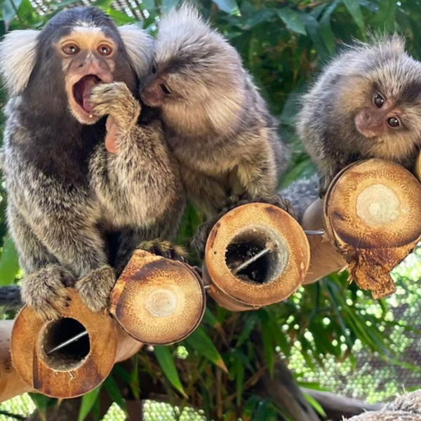 Agadir Crocoparc Entry Ticket with Transfers, Guide & Tea – Agadir Excursions