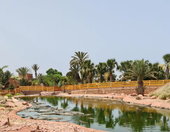 Agadir excursions: Crocoparc Entry Ticket with Transfers, Guide, & Tea
