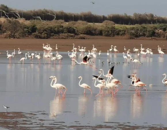 NATIONALPARK SOUSS </br>MASSA