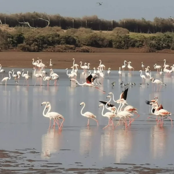 NATIONALPARK SOUSS </br>MASSA