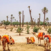 La Palmeraie Marrakech: Your Ultimate Guide to the Palm Oasis