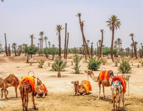 La Palmeraie Marrakech: Your Ultimate Guide to the Palm Oasis