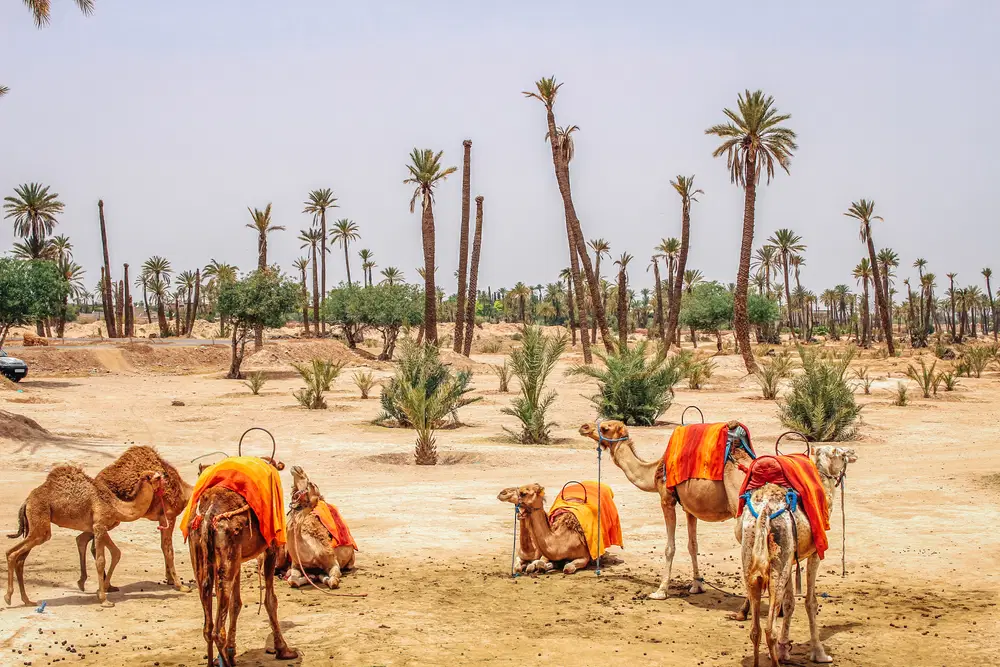 La Palmeraie Marrakech: Your Ultimate Guide to the Palm Oasis
