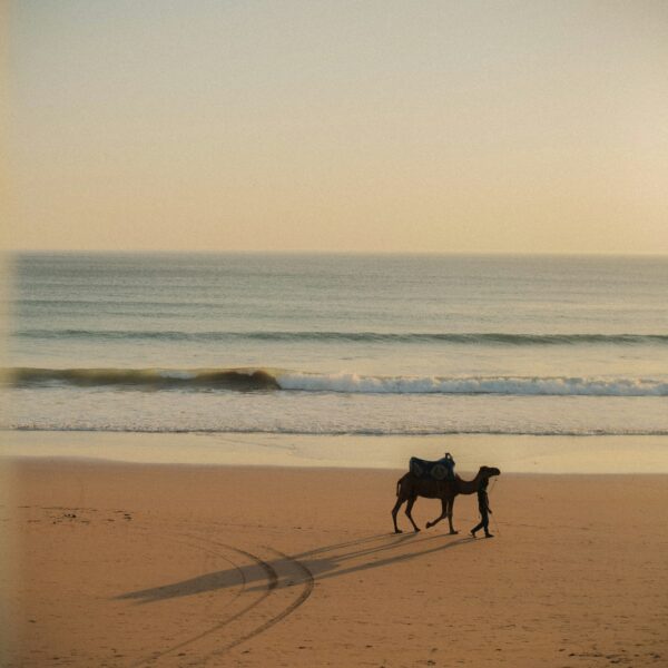 Camel Riding Agadir: 1 Amazing Beach & Desert Camel Ride Experience