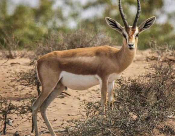 Souss Massa National Park 1 | small desert and national park Agadir