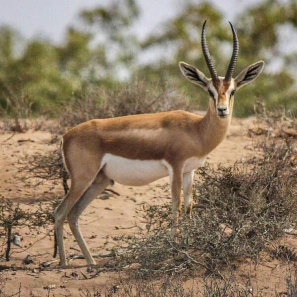 Souss Massa National Park 1