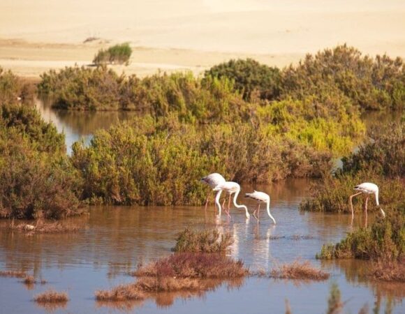 Souss Massa National Park 2 | small desert and national park Agadir