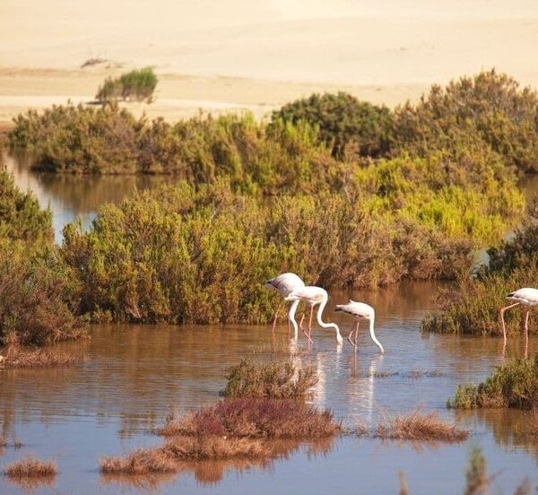 Souss Massa National Park 2