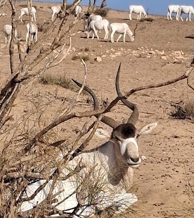 Souss Massa National Park 6 | small desert and national park Agadir