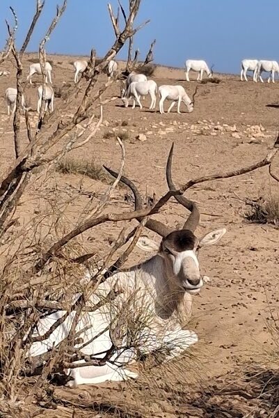 Souss Massa National Park 6