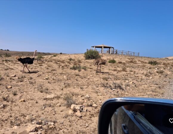 Souss Massa National Park 4