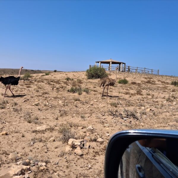 Souss Massa National Park 4