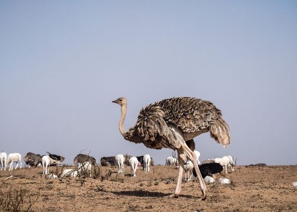 Souss Massa National Park 3 | small desert and national park Agadir