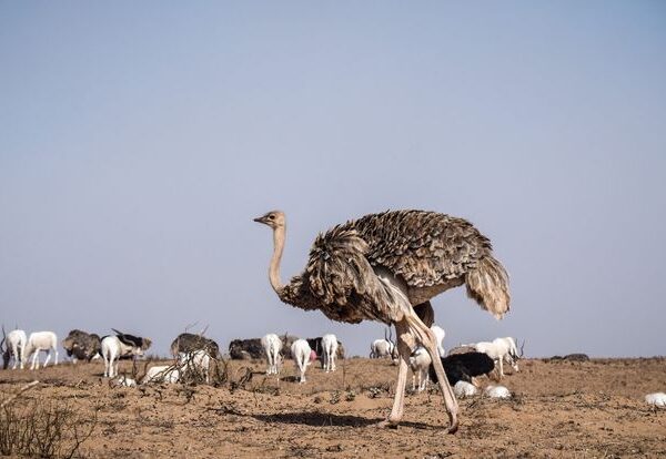Souss Massa National Park 3