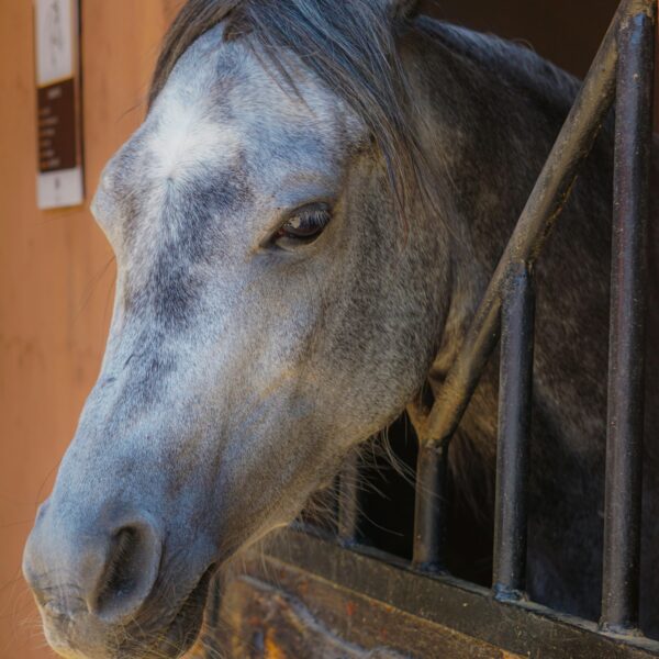 Horse riding Agadir 2