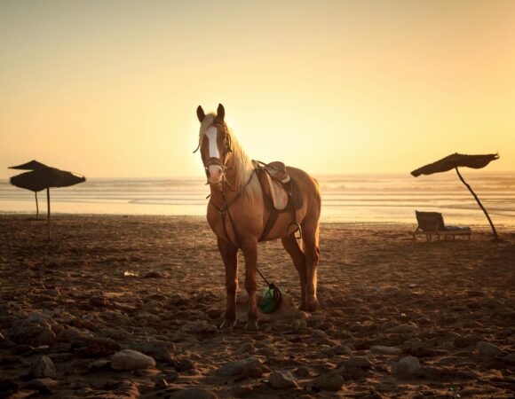 Horse Riding Agadir: 1 Amazing Beach & Forest Adventure Experience