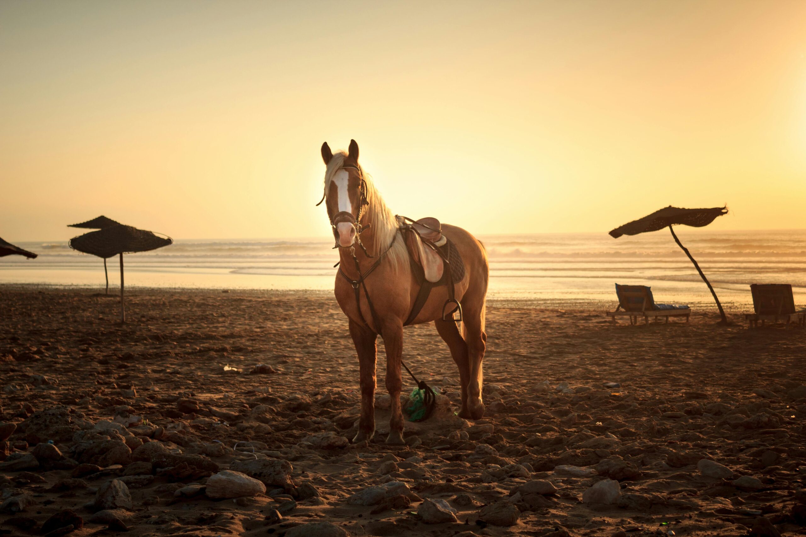 Horse Riding Agadir: 1 Amazing Beach & Forest Adventure Experience