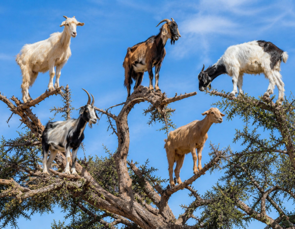 Goat in the Trees Excursion 1