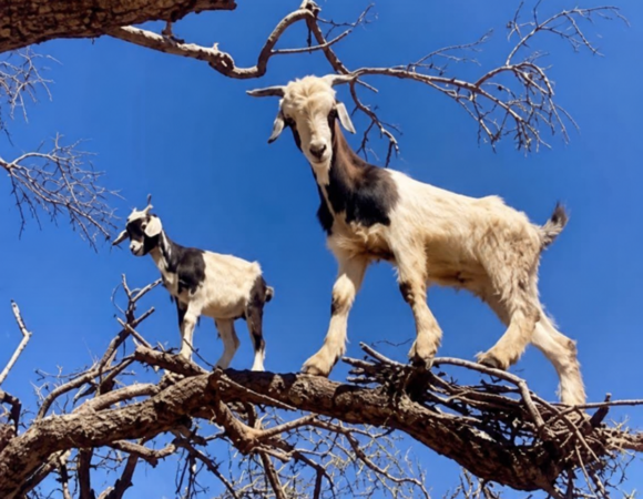 Goat in the Trees Excursion 2
