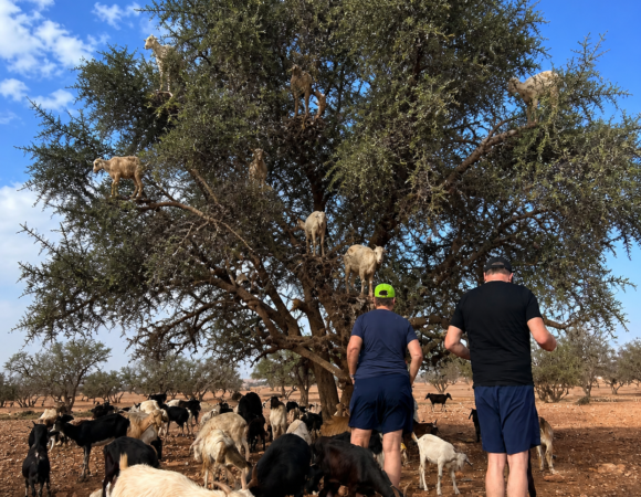 Goat in the Trees Excursion 5